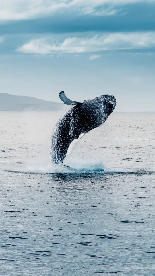 Balena che salta fuori dall'acqua